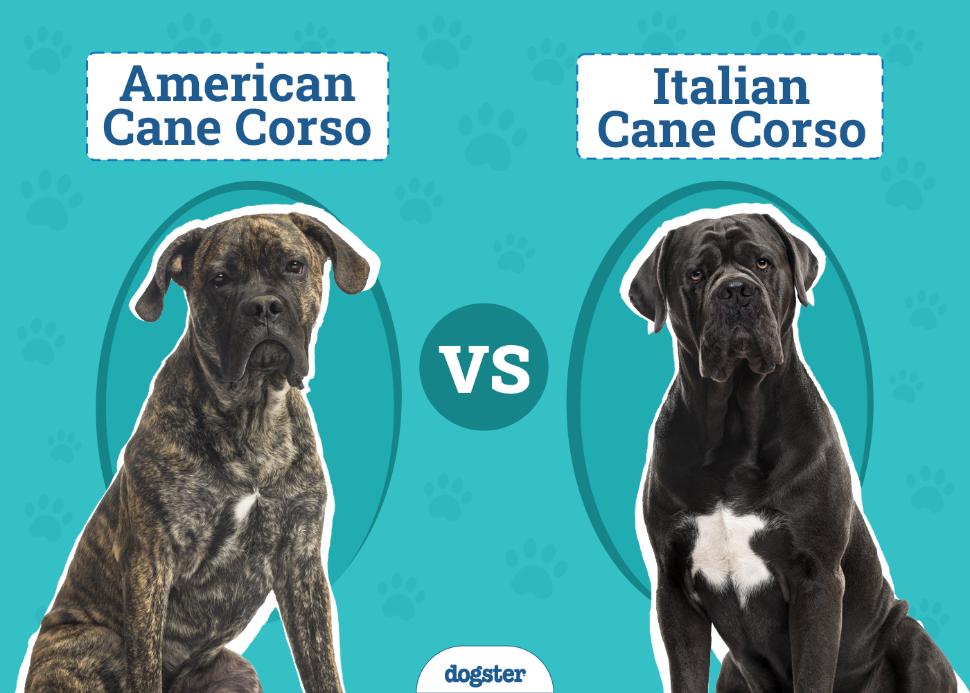 American Cane Corso vs Italian Cane Corso