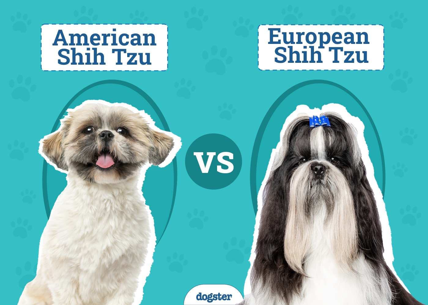 American vs European Shih Tzu