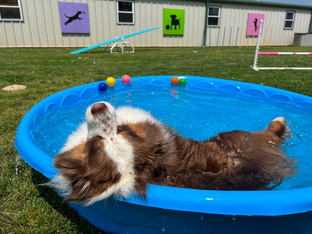 Australian Shepherd swimming in a plastic pool