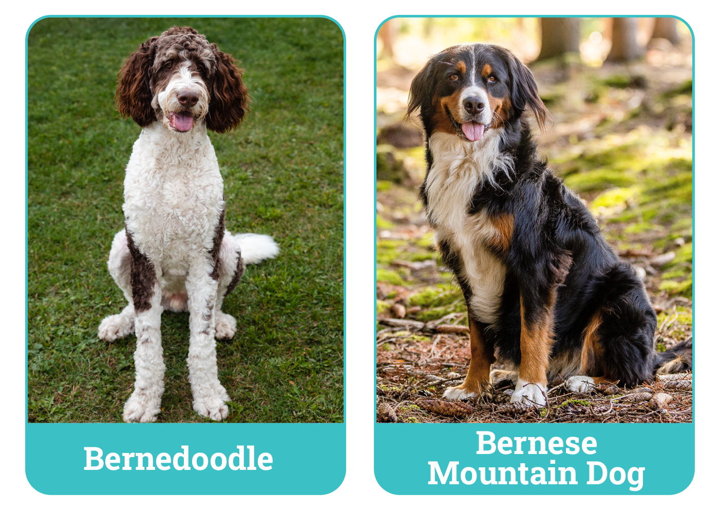 Bernedoodle vs Bernese Mountain Dog