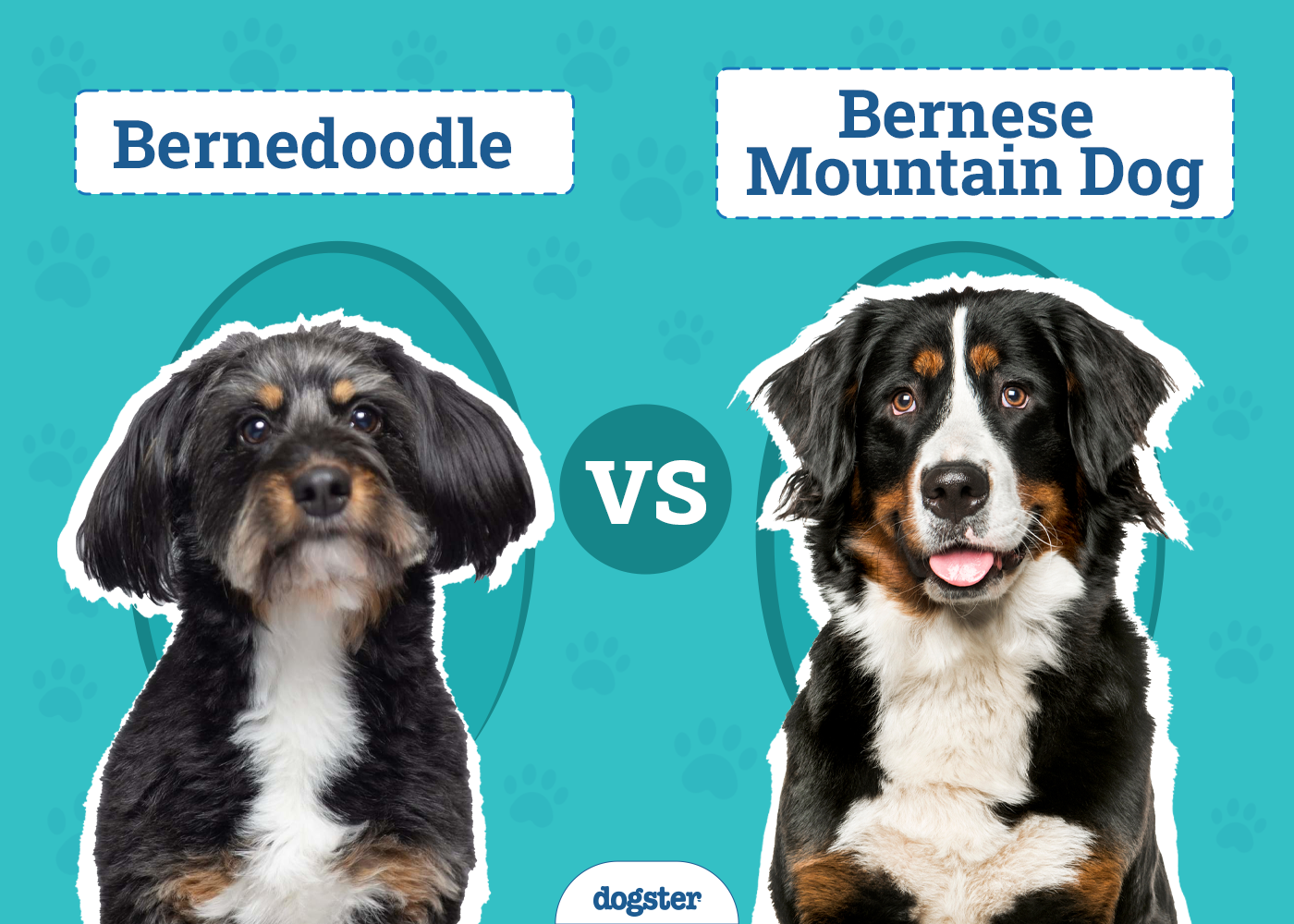 Bernedoodle vs Bernese Mountain Dog