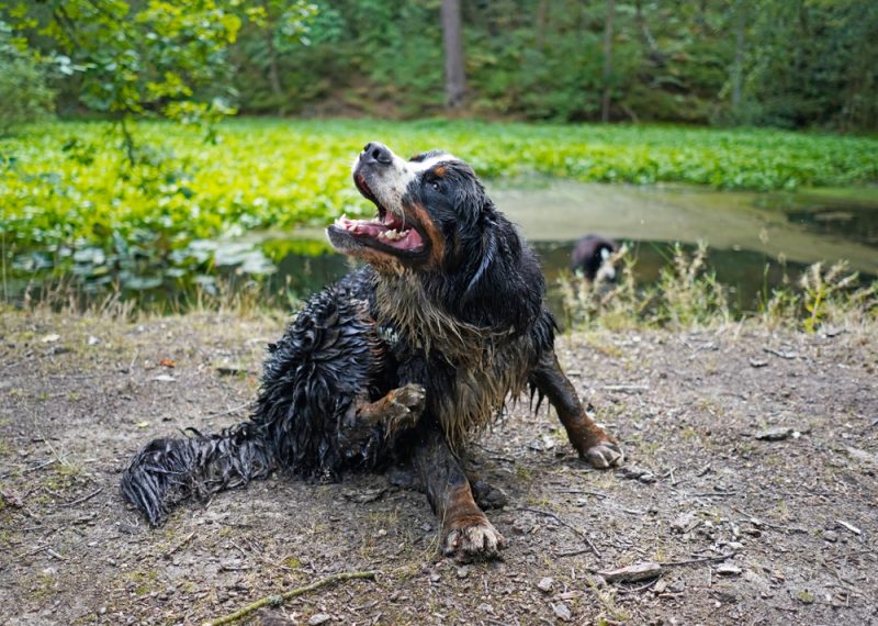 Bernese Mountain Dog scratching itself after bathing in the river