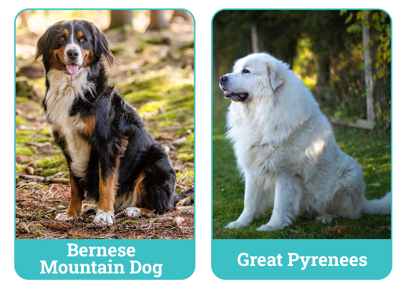 Bernese Mountain Dog vs Great Pyrenees