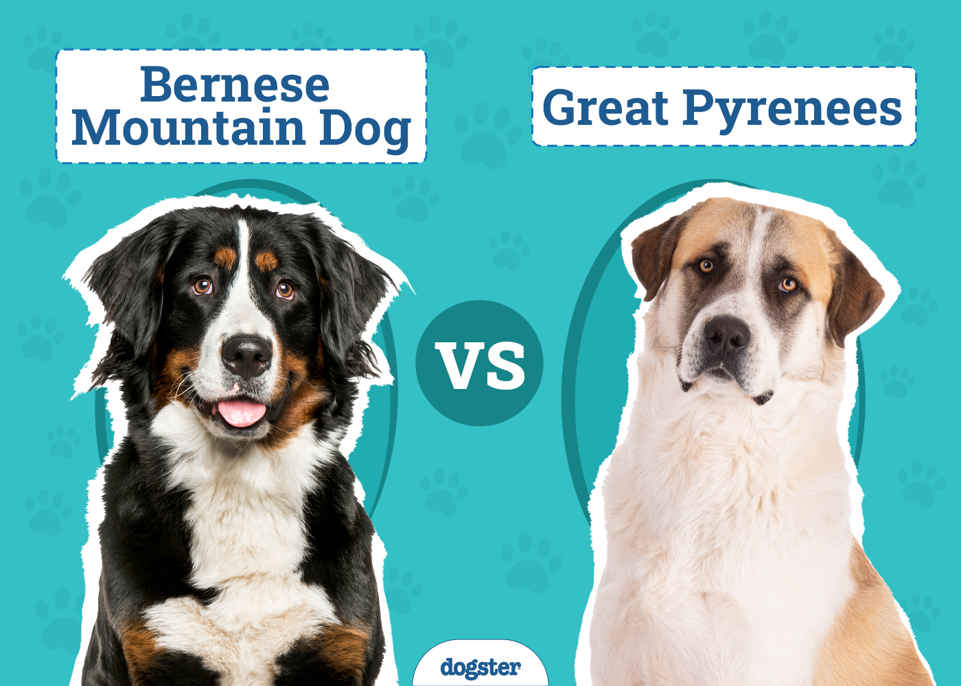 Bernese Mountain Dog vs Great Pyrenees