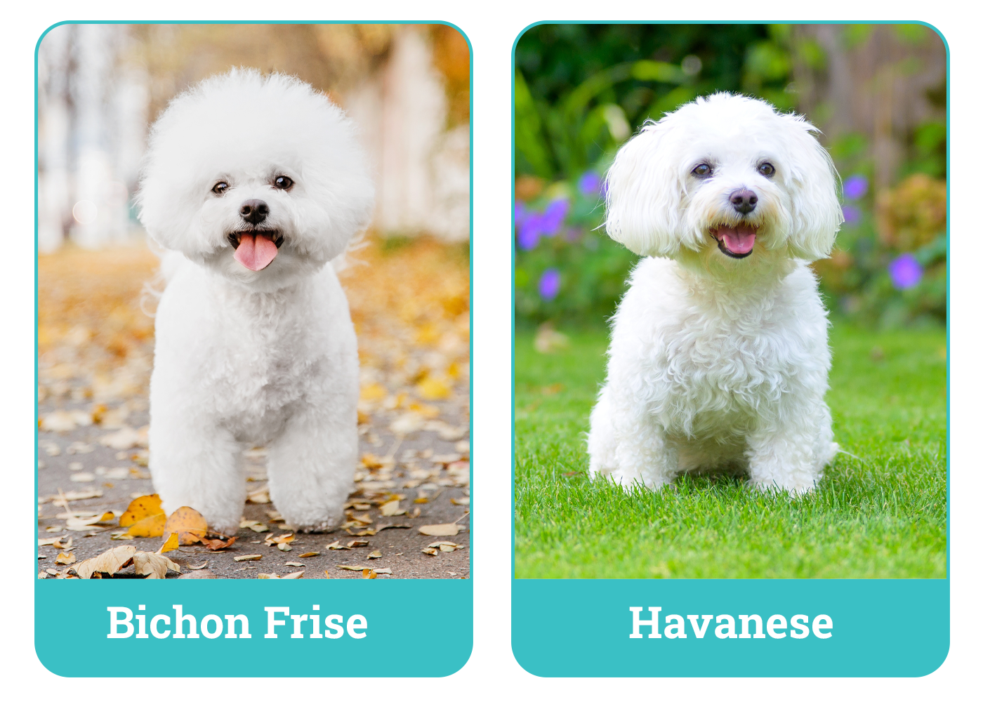 Bichon Frise vs Havanese