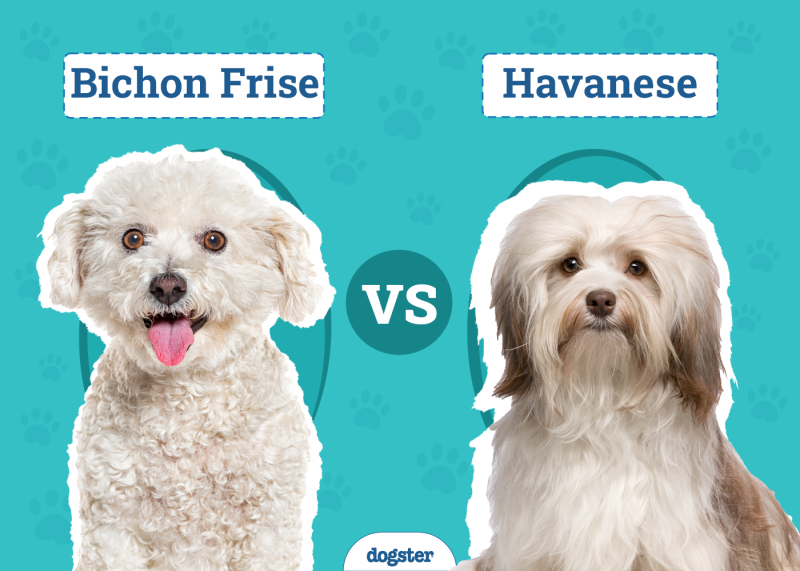 Bichon Frise vs Havanese