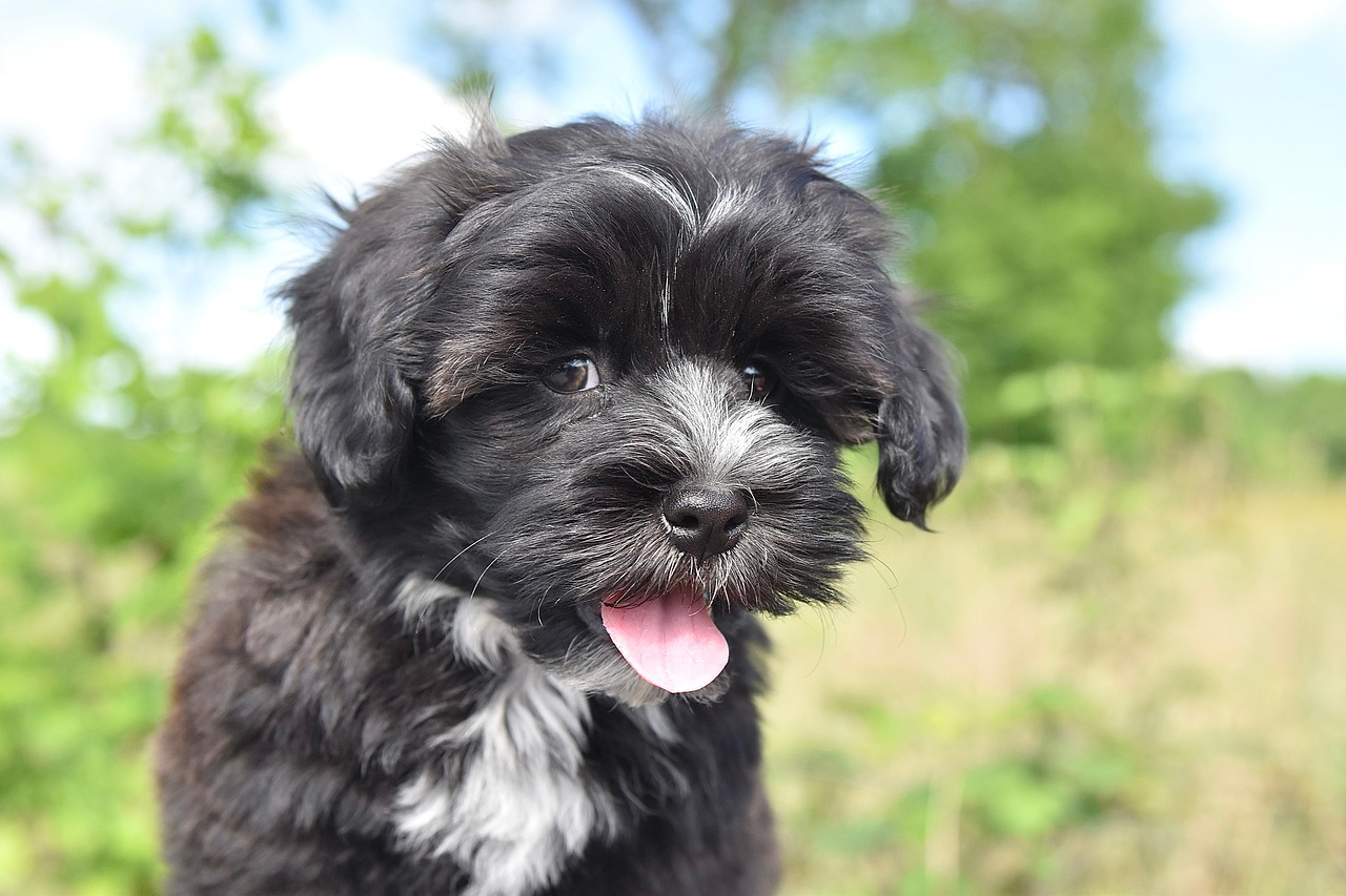 Black Havanese