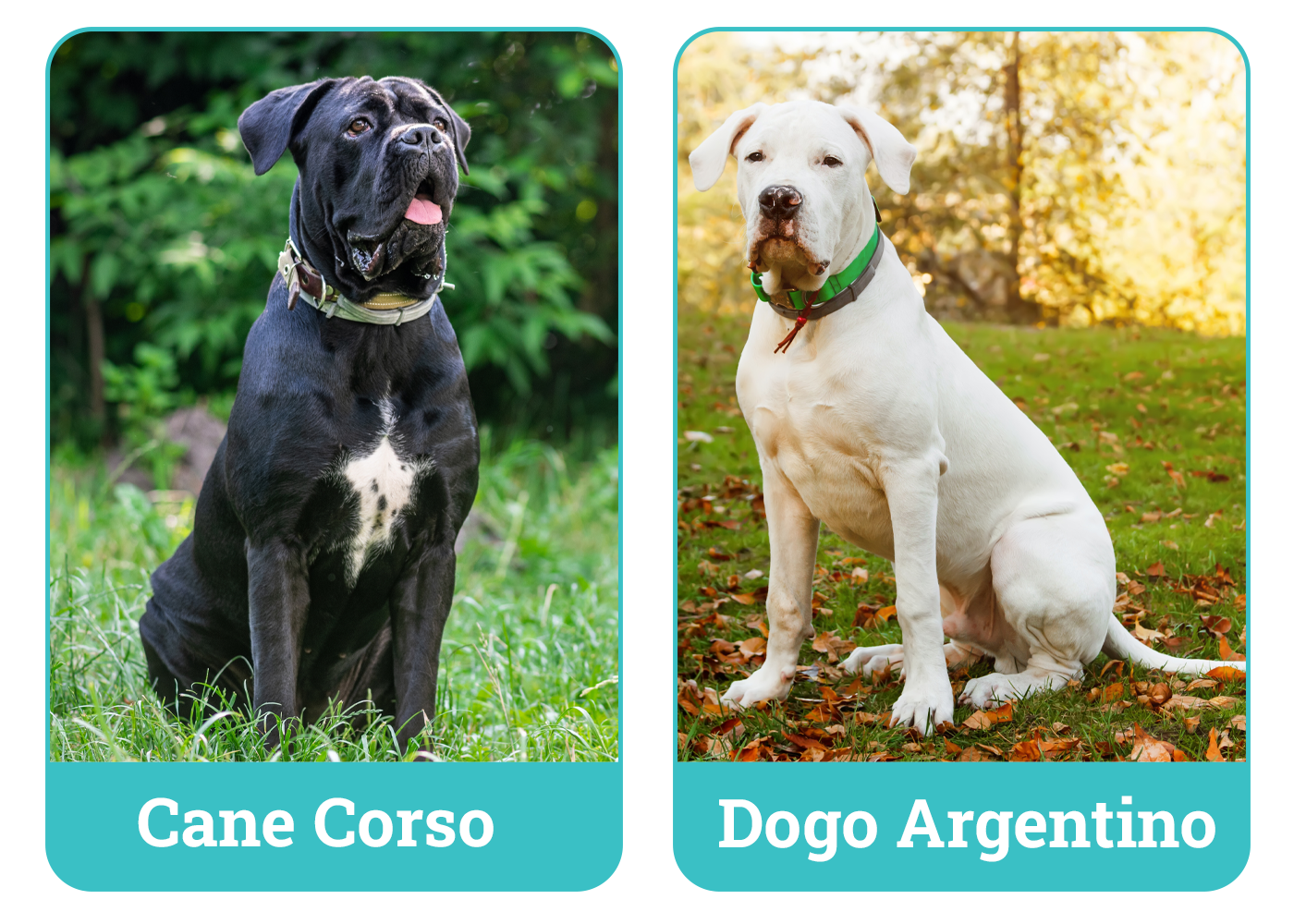 Cane Corso vs Dogo Argentino