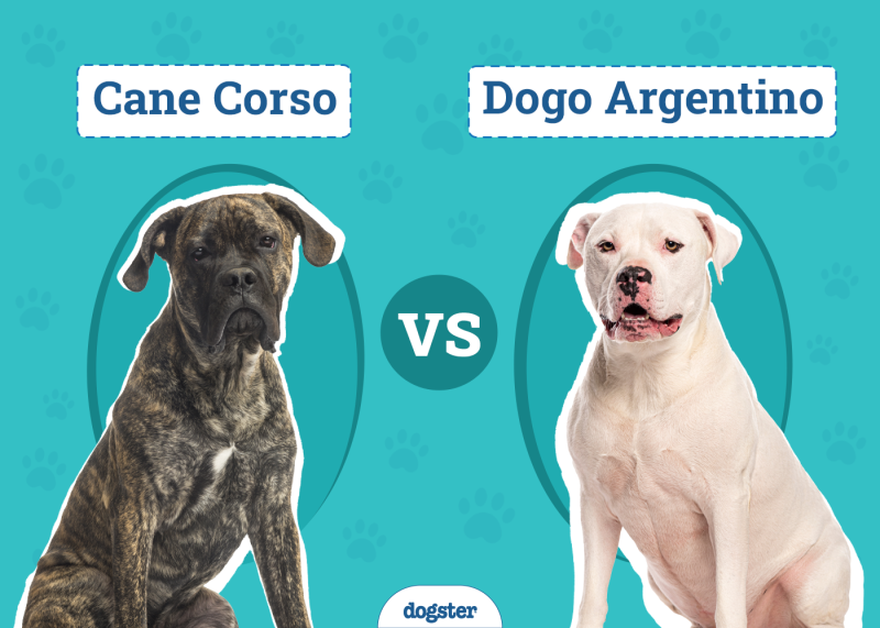 Cane Corso vs Dogo Argentino
