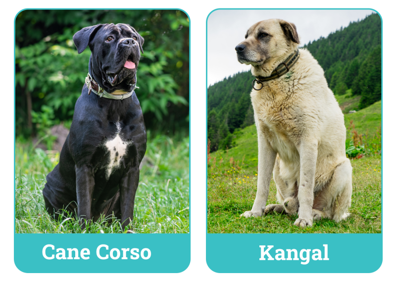 Cane Corso vs Kangal The Differences (With Pictures) Dogster