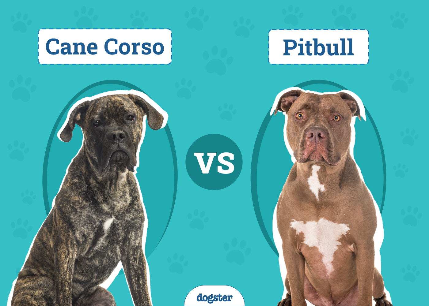 Cane Corso vs Pitbull