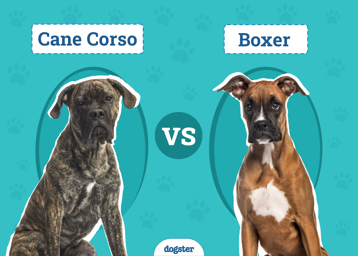 Cane Corso vs. Boxer