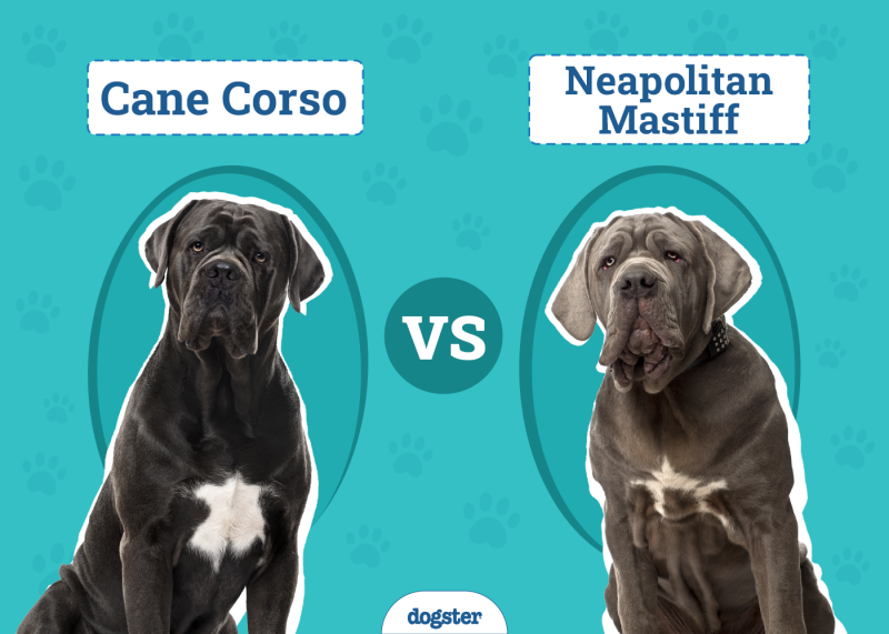 Cane Corso vs. Neapolitan Mastiff