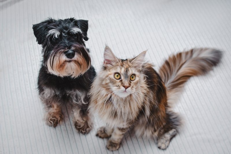 Cat and Miniature Schnauzer