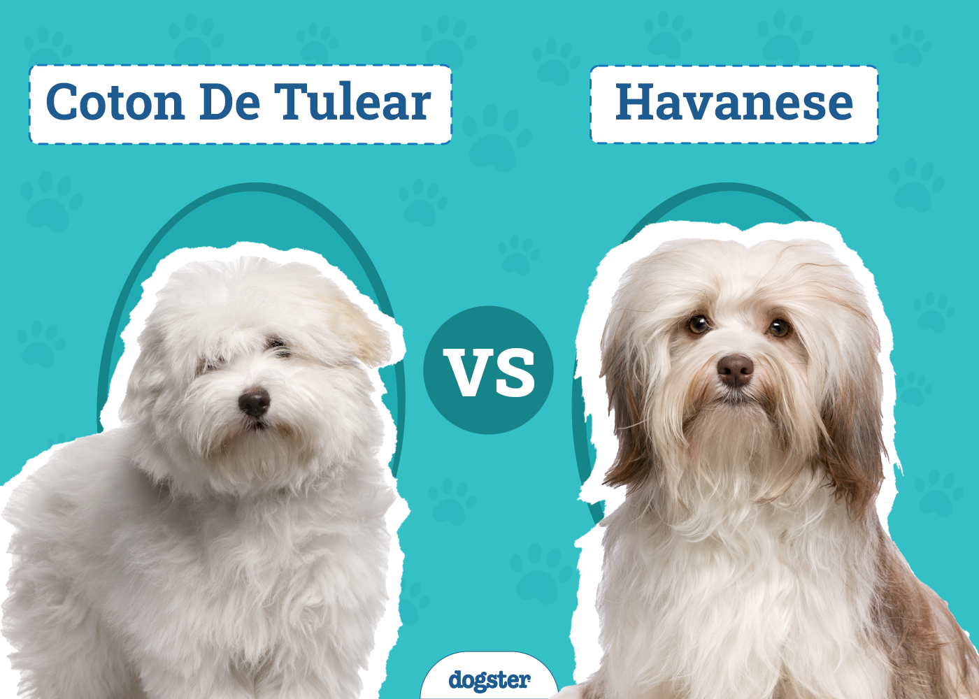 Coton De Tulear vs Havanese