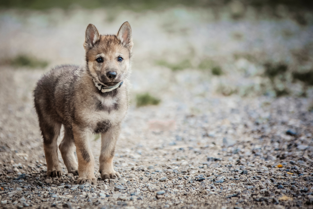 Czechoslovakian Wolfdog puppy in the gravel path