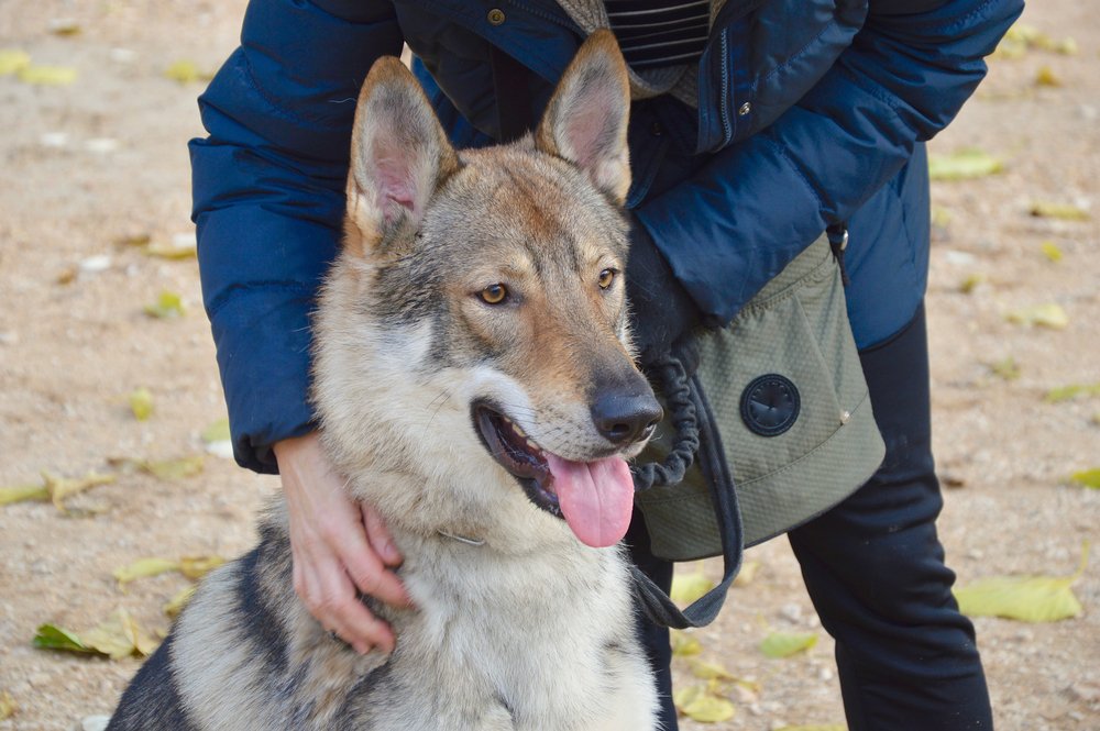 Czechoslovakian wolfhound puppy in training