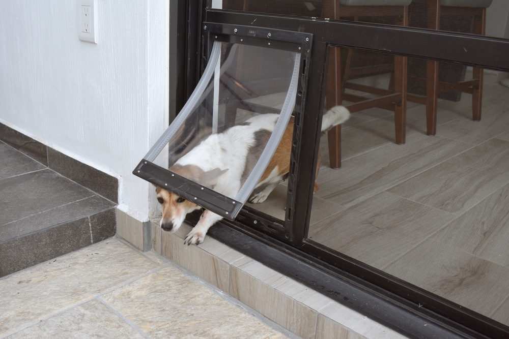 Dog going through dog door