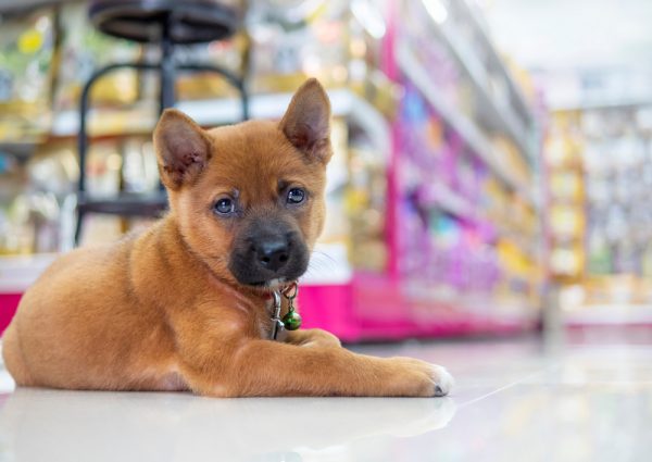 Are Dogs Allowed in Menards? 2025 Pet Policy & FAQ – Dogster