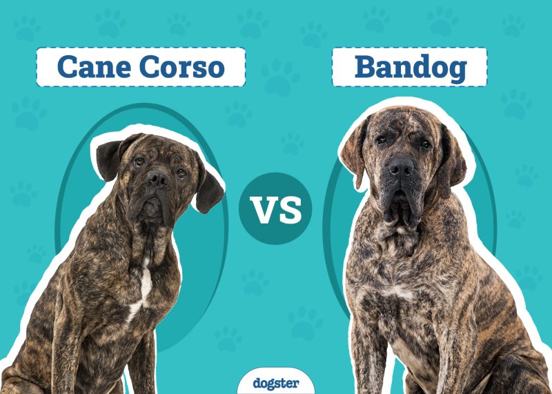 Cane Corso vs Bandog