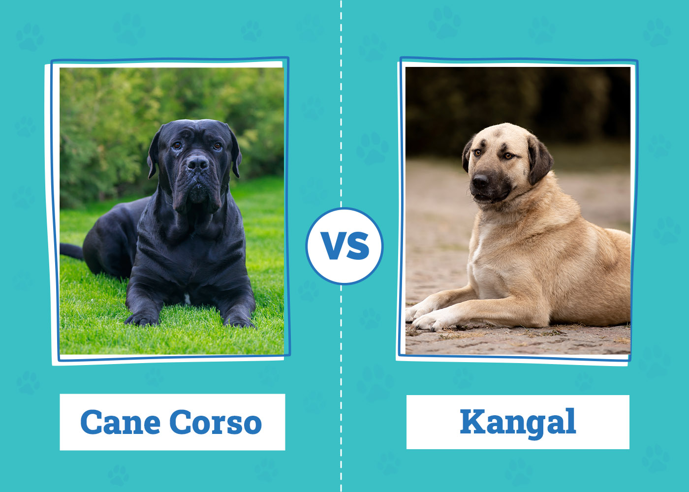 Cane Corso vs. Kanga