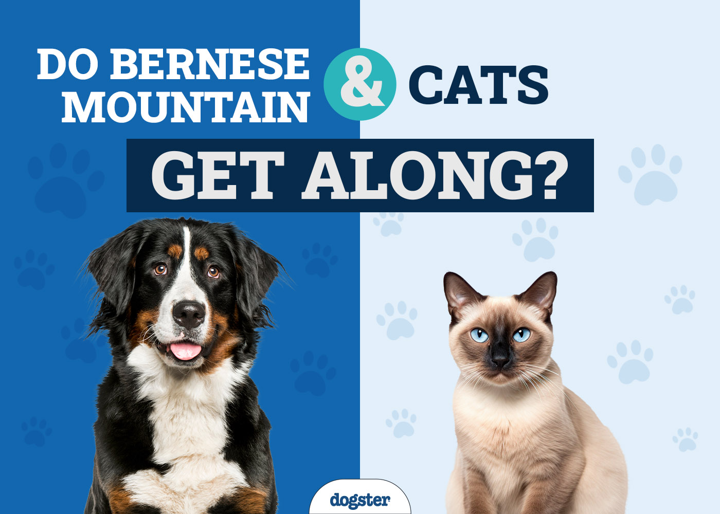 Do Bernese Mountain & Cats Get Along