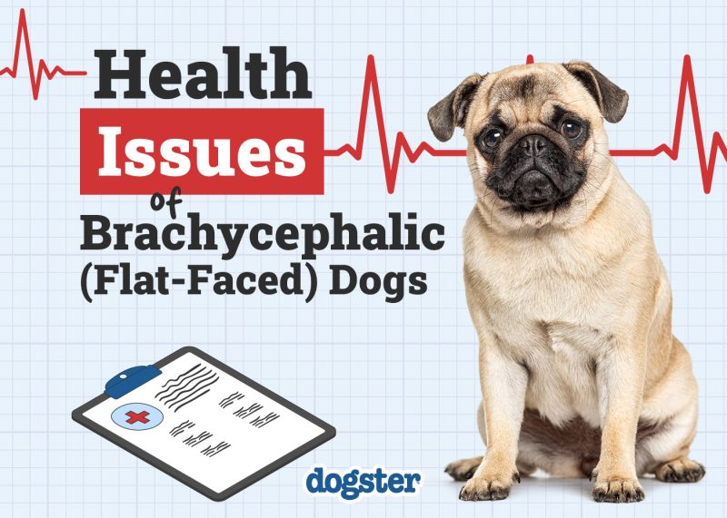 Dogster_Health Problems of Brachycephalic Flat Faced Dogs
