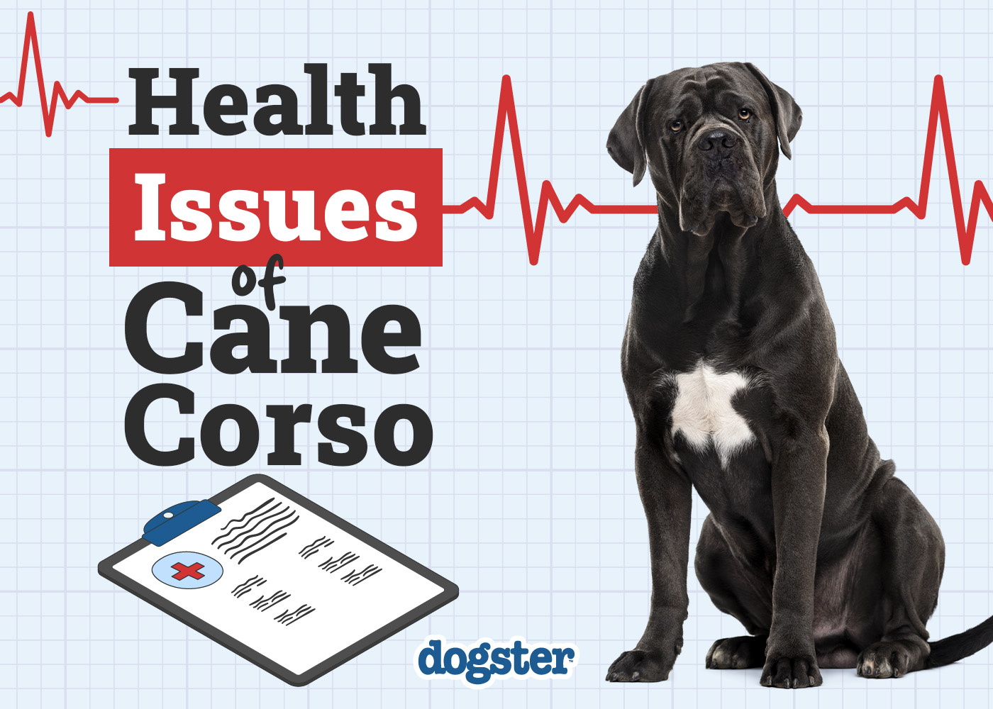 Dogster_Health Problems of Cane Corso