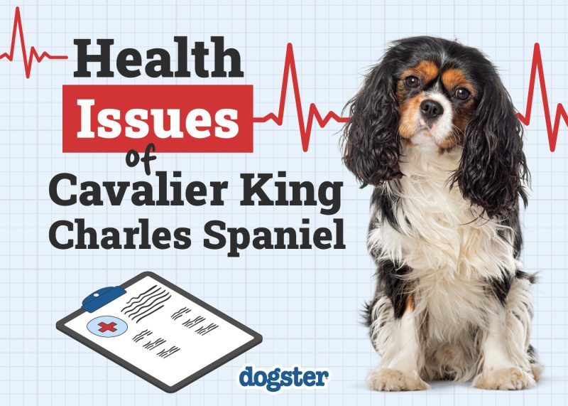 Dogster_Health Problems of Cavalier King Charles Spaniel