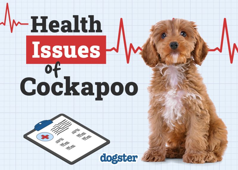 Dogster_Health Problems of Cockapoo