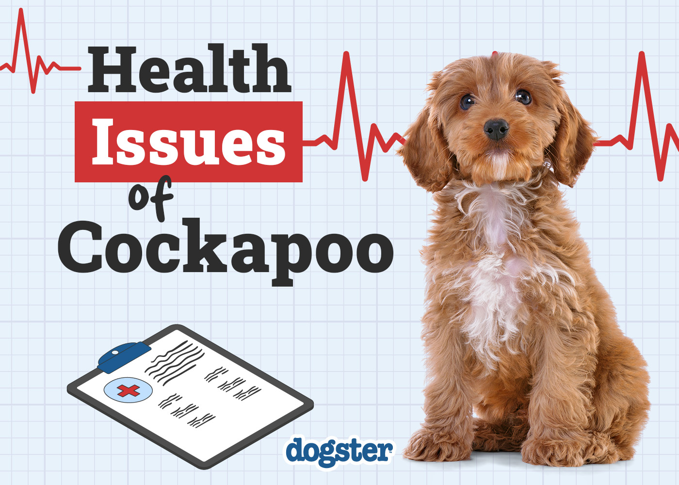 Dogster_Health Problems of Cockapoo