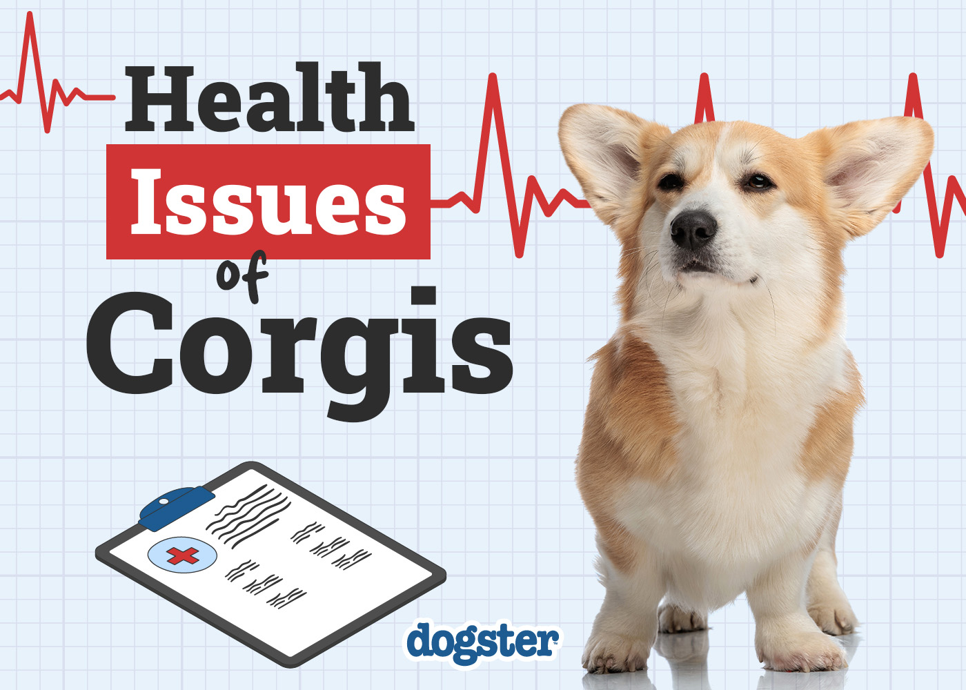 Dogster_Health Problems of Corgis