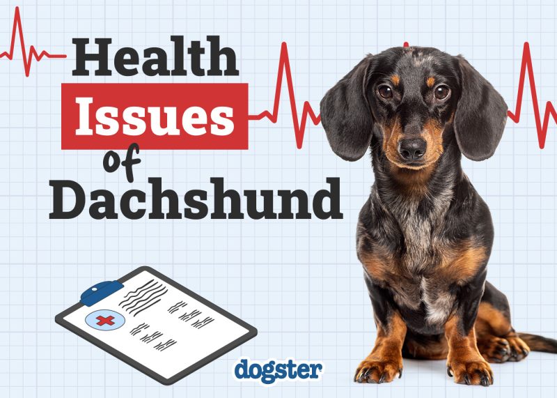 Dogster_Health Problems of Dachshund