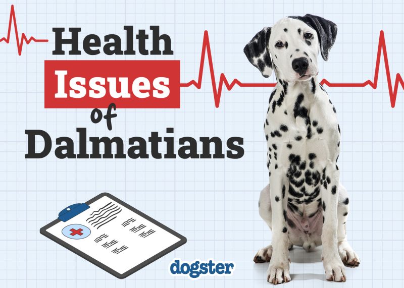 Dogster_Health Problems of Dalmatians