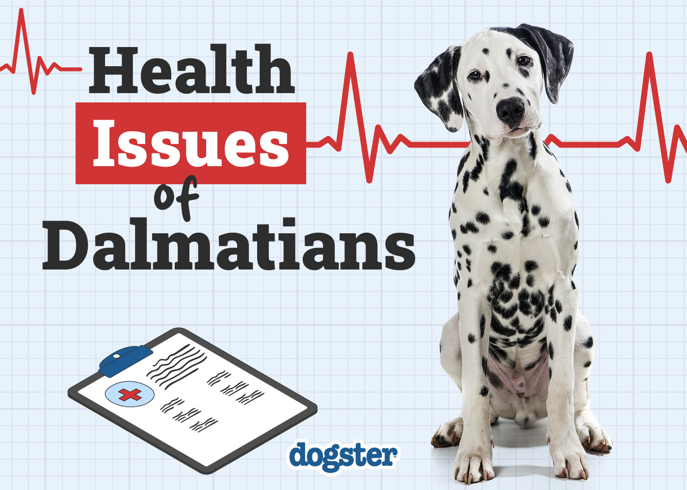 Dogster_Health Problems of Dalmatians