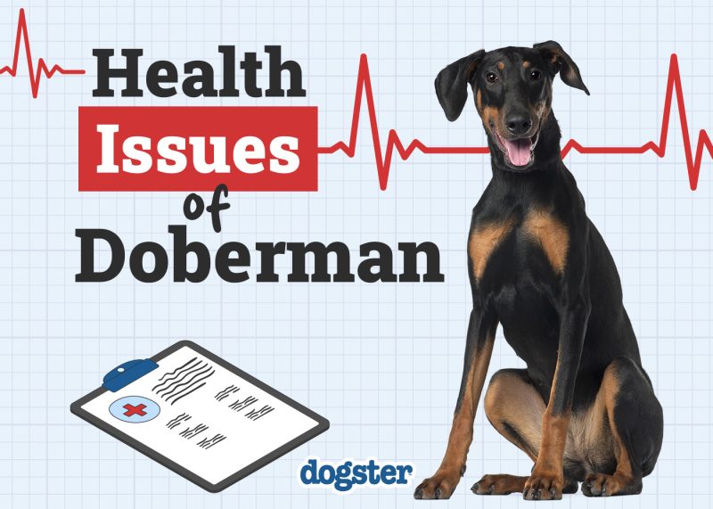 Dogster_Health Problems of Dobermans