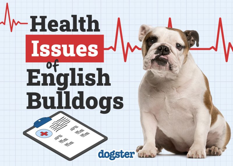 Dogster_Health Problems of English Bulldogs