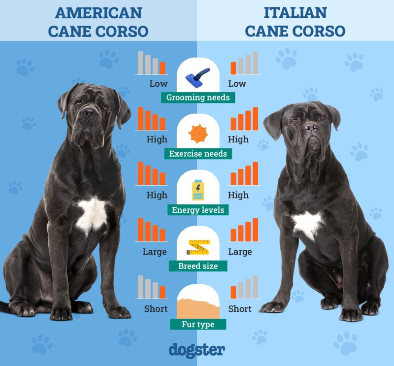 American Cane Corso vs Italian Cane Corso: How Are They Different