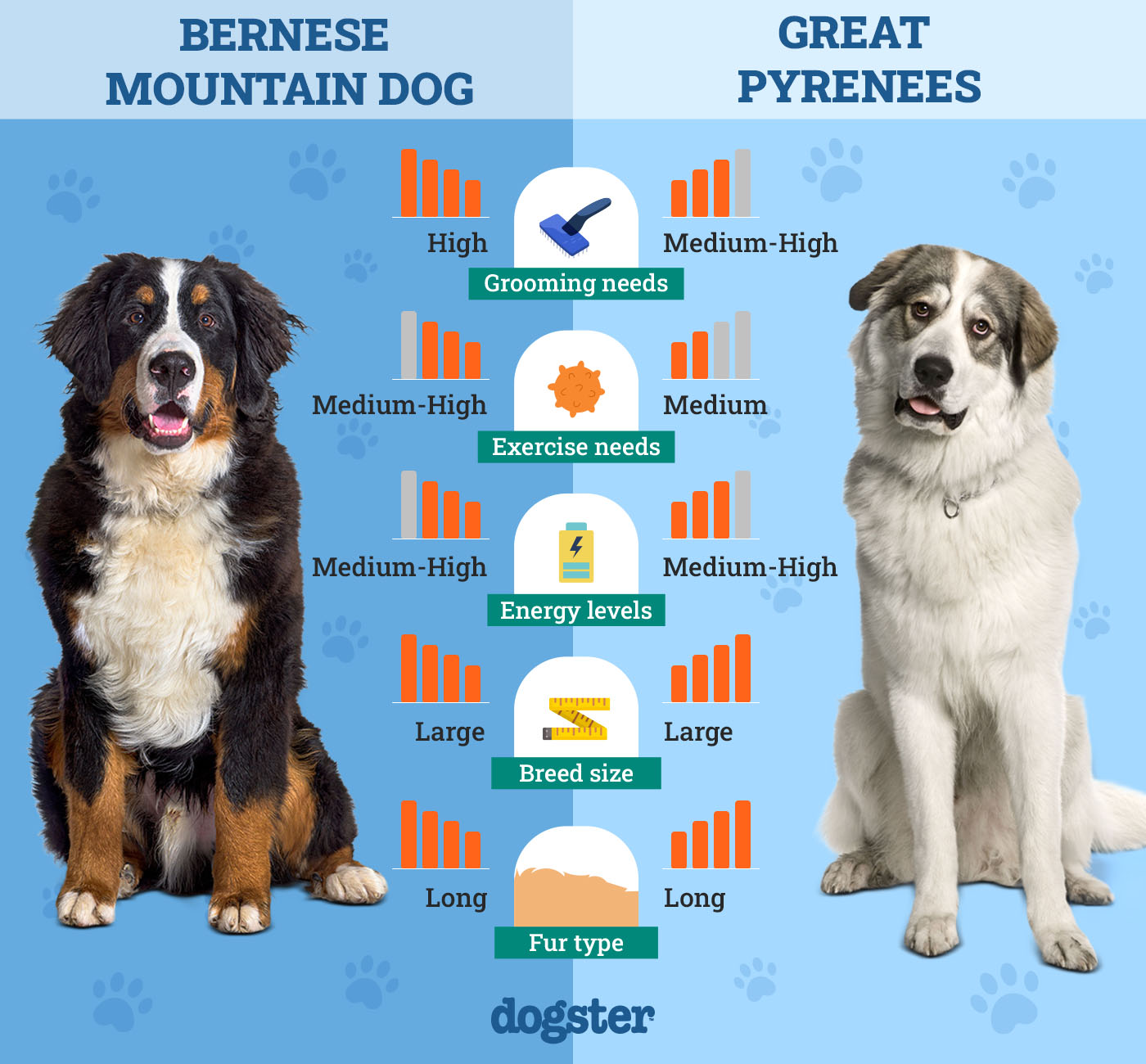 Dogster_Side by Side Comparison_ Bernese Mountain Dog vs Great Pyrenees