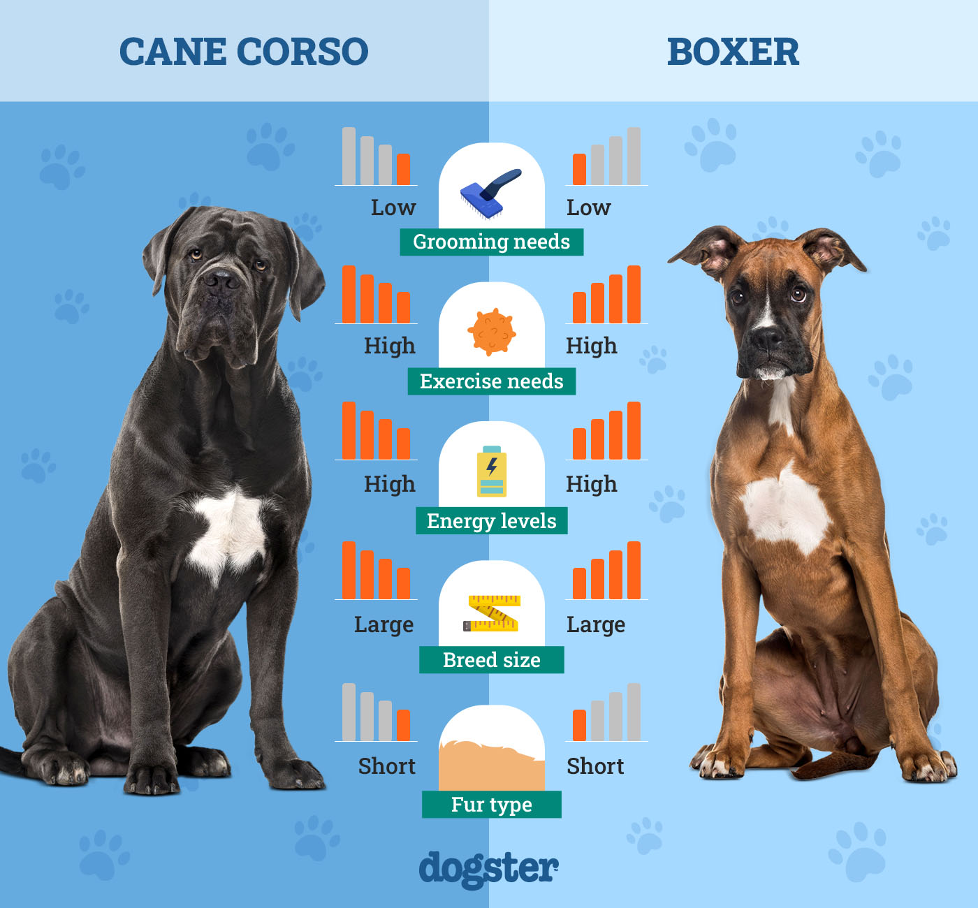 Dogster_Side by Side Comparison_ Cane Corso vs Boxer