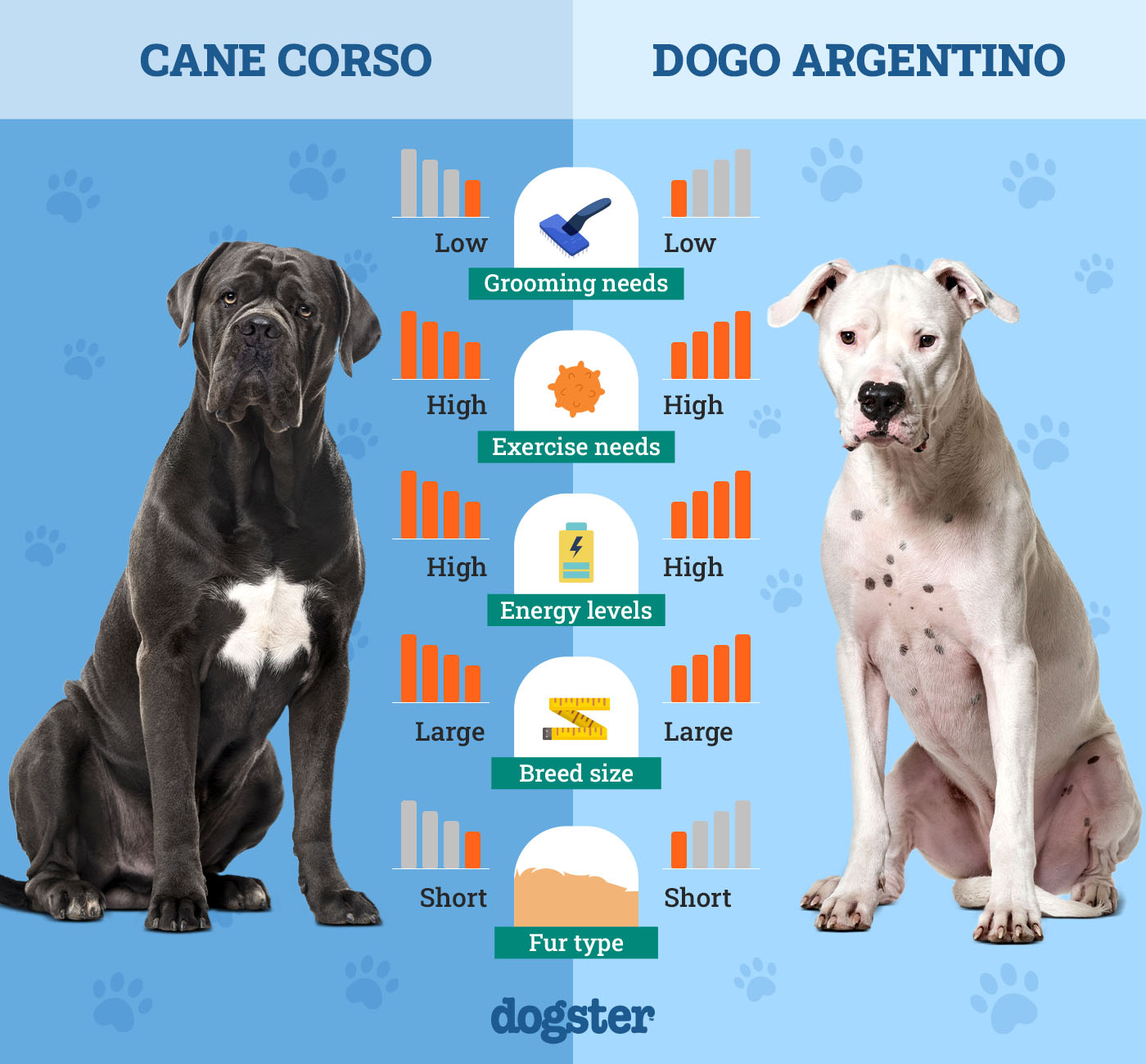 Dogster_Side by Side Comparison_ Cane Corso vs Dogo Argentino