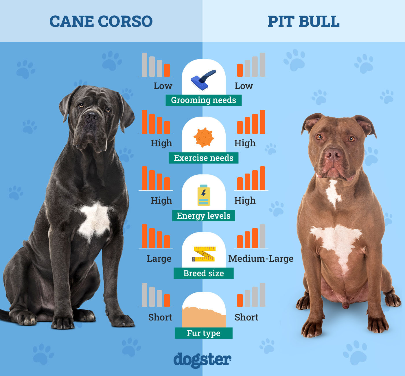 Dogster_Side by Side Comparison_ Cane Corso vs Pit Bull