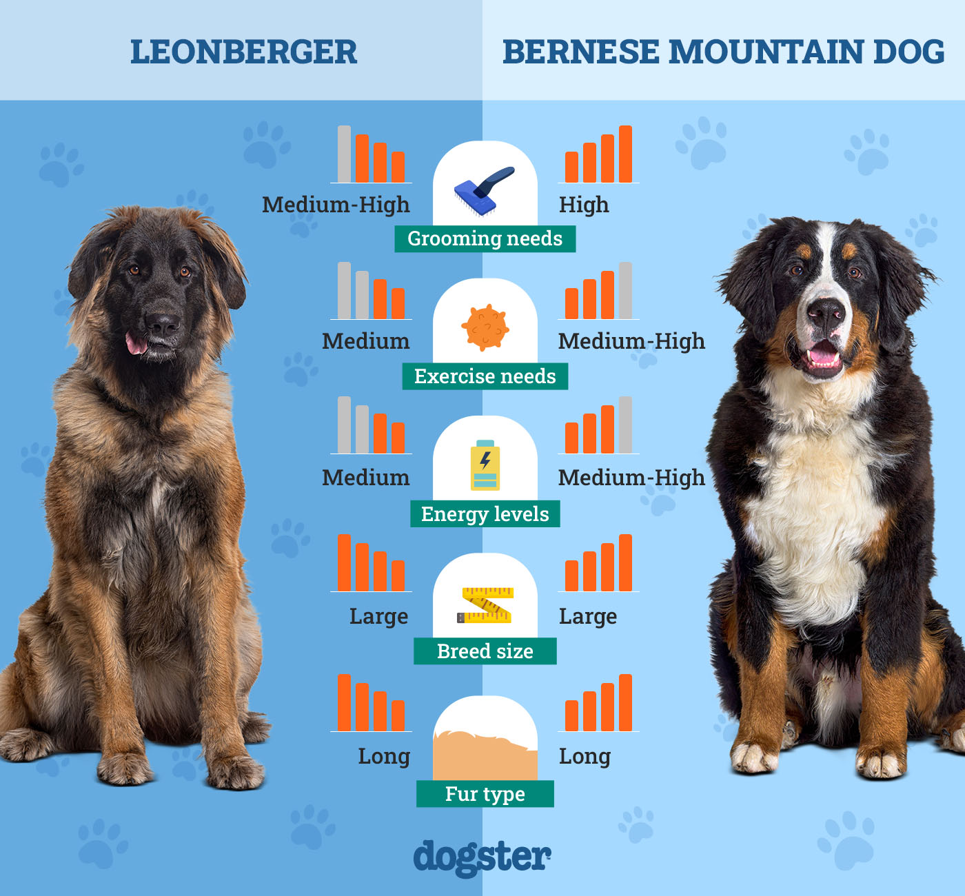 Dogster_Side by Side Comparison_ Leonberger vs Bernese Mountain Dog