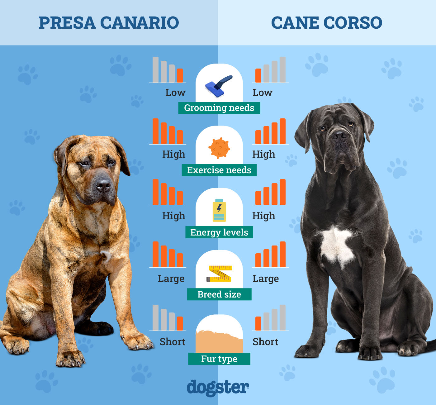 Presa Canario Vs Cane Corso Who Would Win Presa Canario vs. Cane Corso: The Main Differences (With Pictures