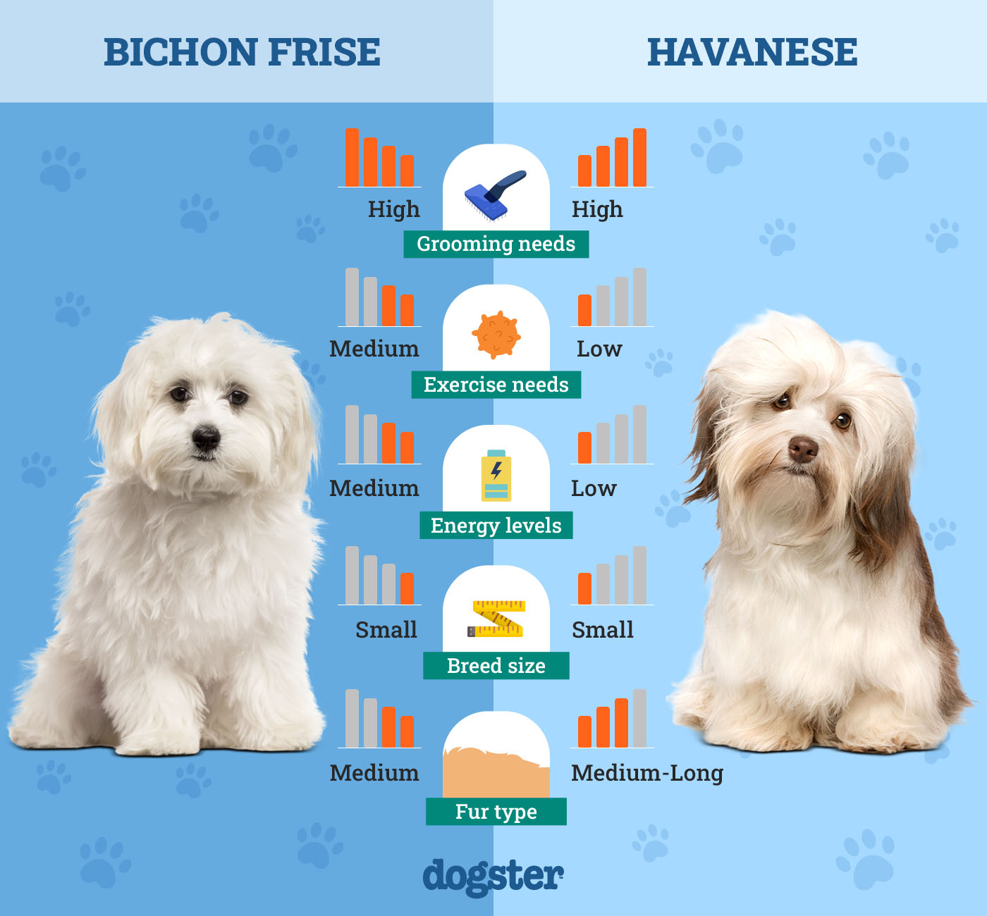 Dogster_Side by Side Comparison_Bichon Frise vs Havanese