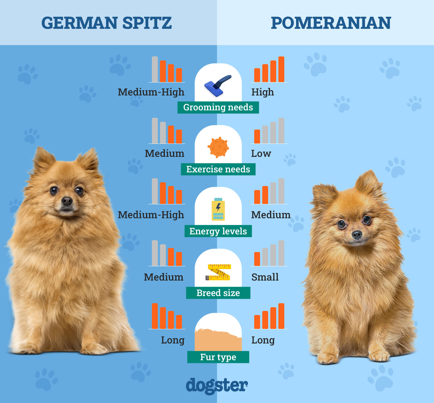 Dogster_Side by Side Comparison_German Spitz vs Pomeranian