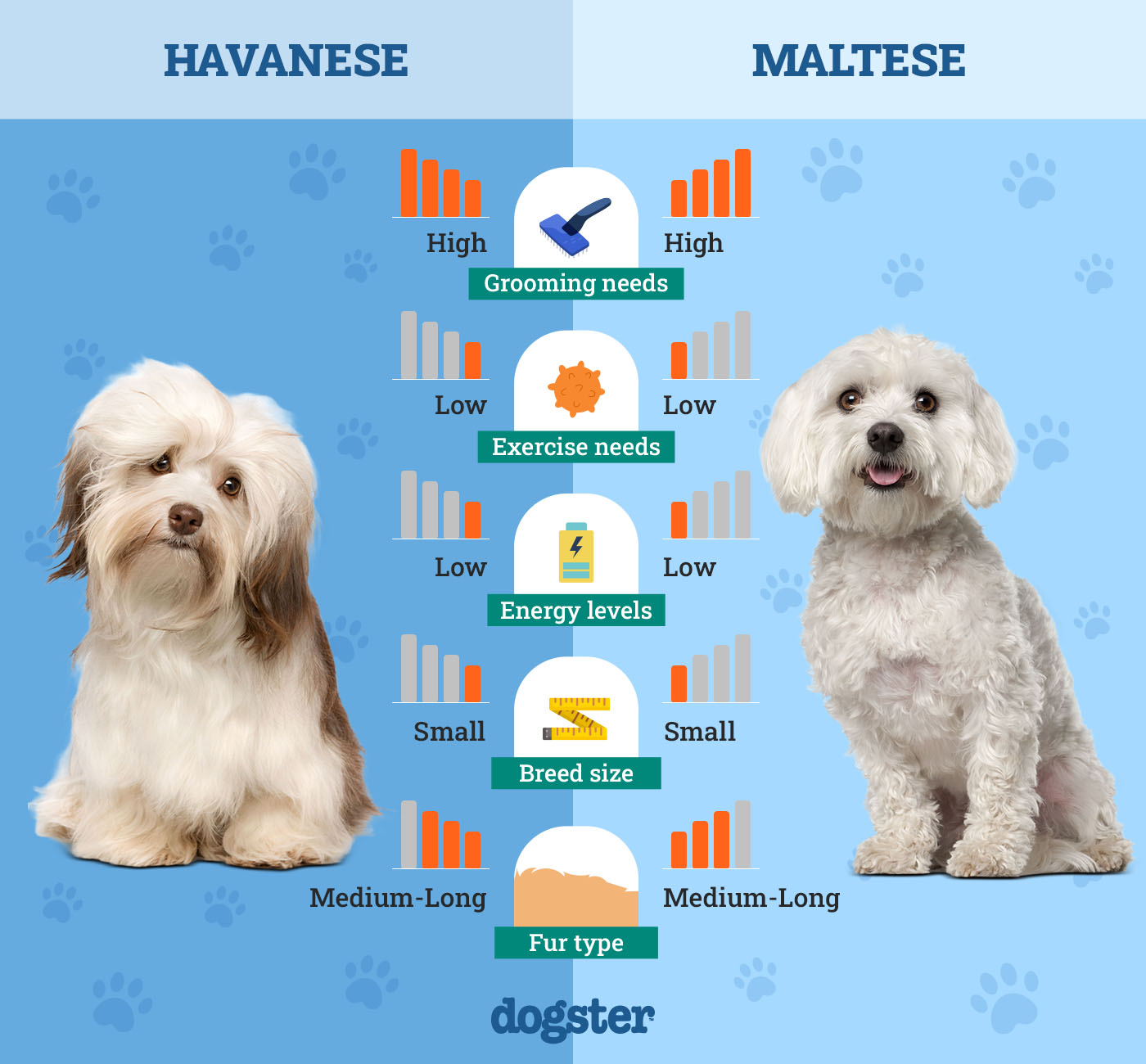 Dogster_Side by Side Comparison_Havanese vs Maltese