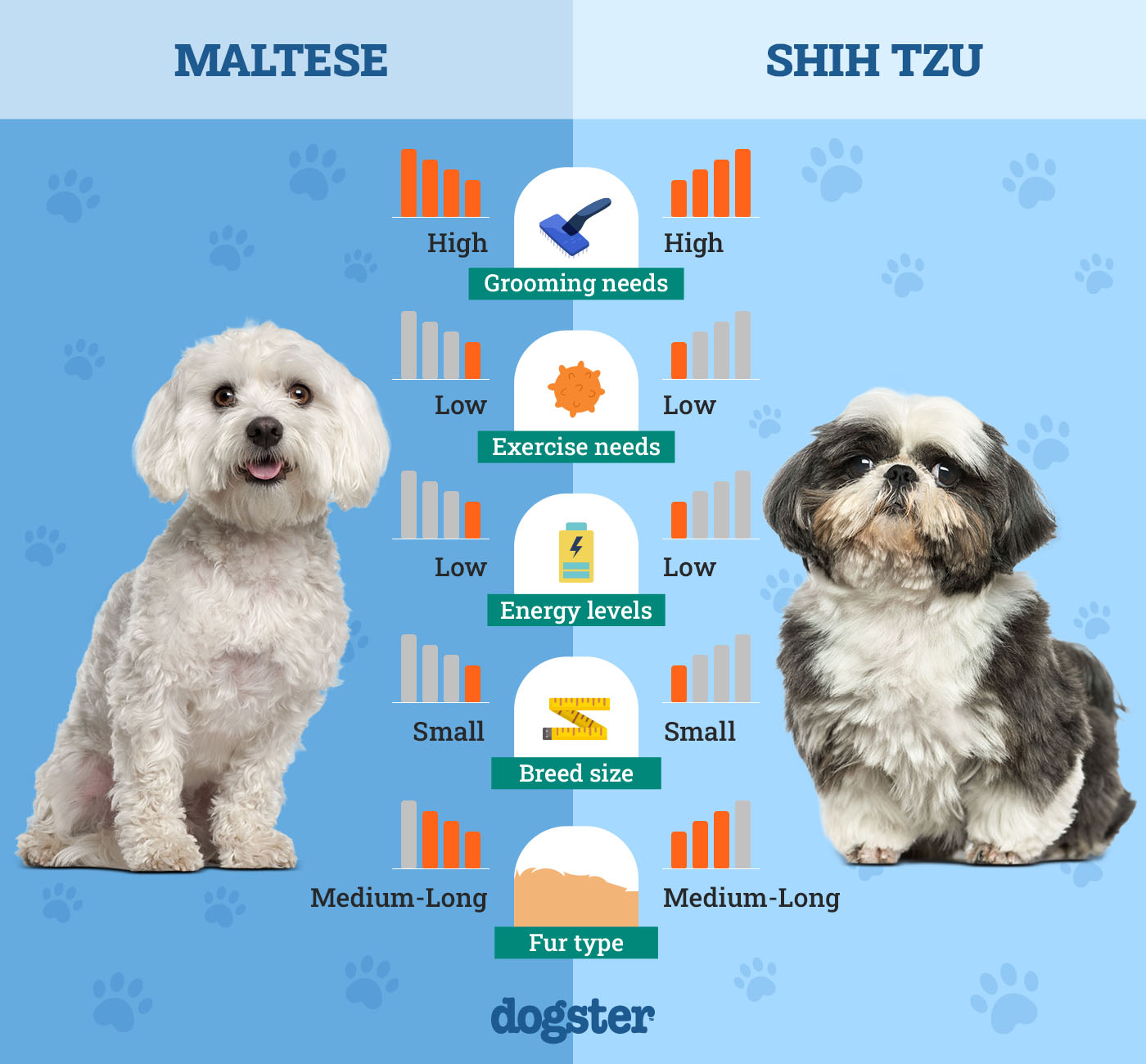 Dogster_Side by Side Comparison_Maltese vs Shih Tzu