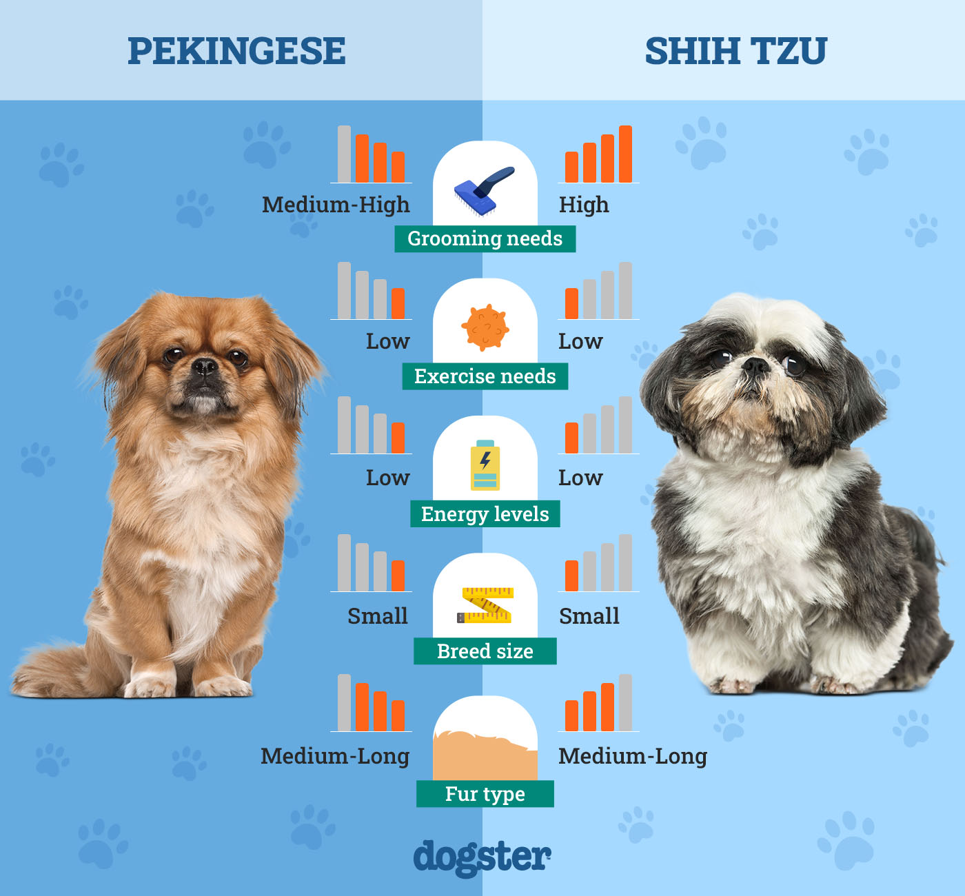 Dogster_Side by Side Comparison_Pekingese vs Shih Tzu