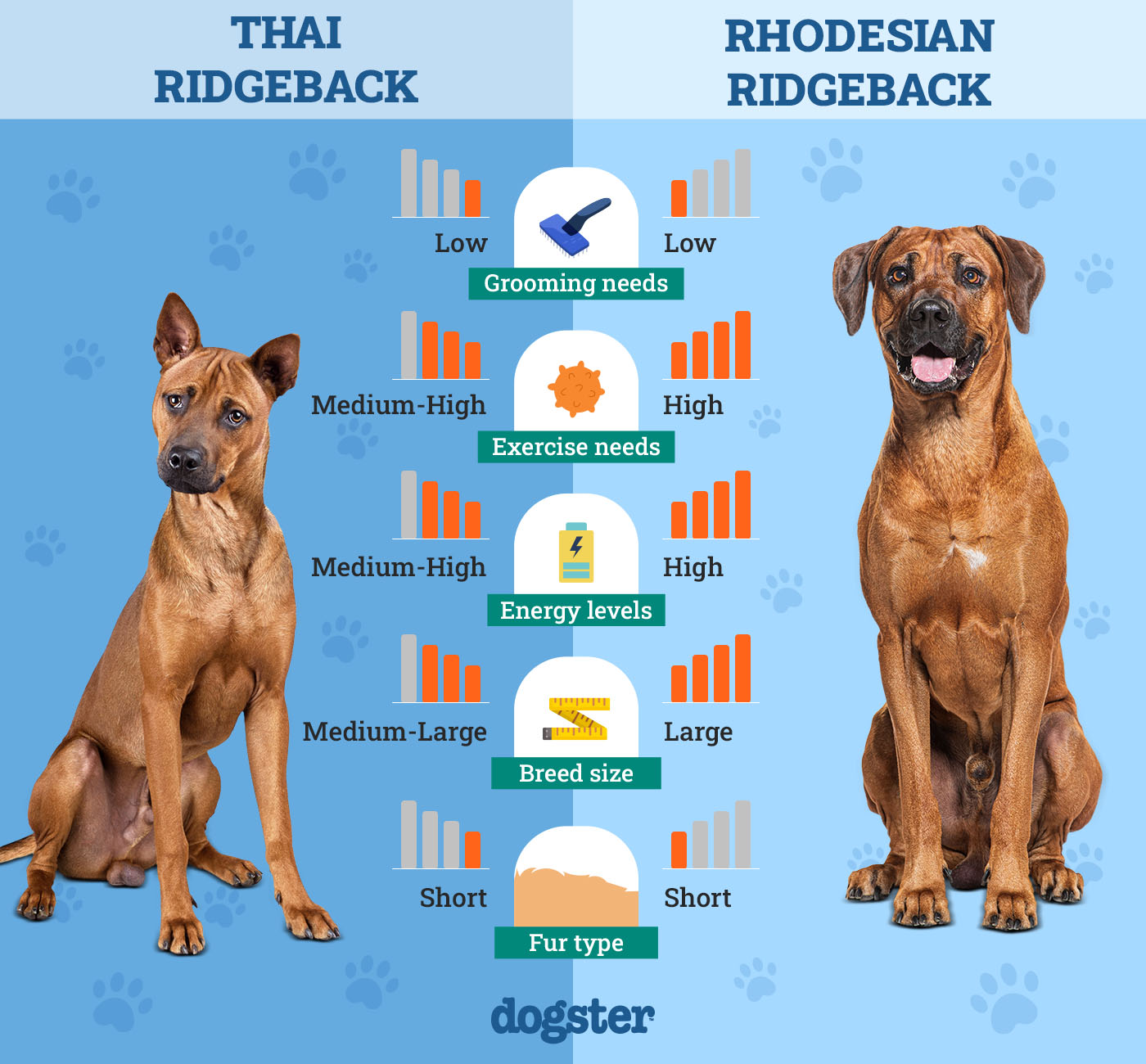 Dogster_Side by Side Comparison_Thai Ridgeback vs Rhodesian Ridgeback